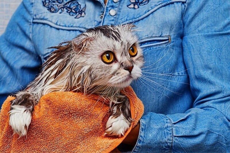 Как мыть домашнюю кошку: 5 заблуждений и интересных фактов