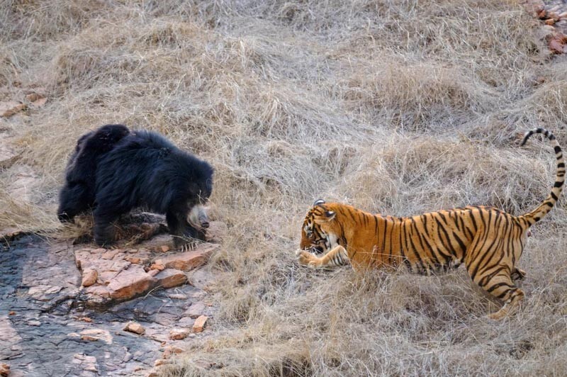 Медведица дала отпор двум огромным бенгальским тиграм