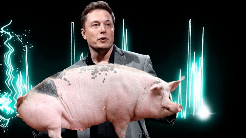 Илон Маск чипировал свинью. Илон Маск вживил чип в мозг свиньи. Илон Маск обезьяна чип.