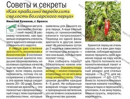 Болгарский перец -совет огороднику