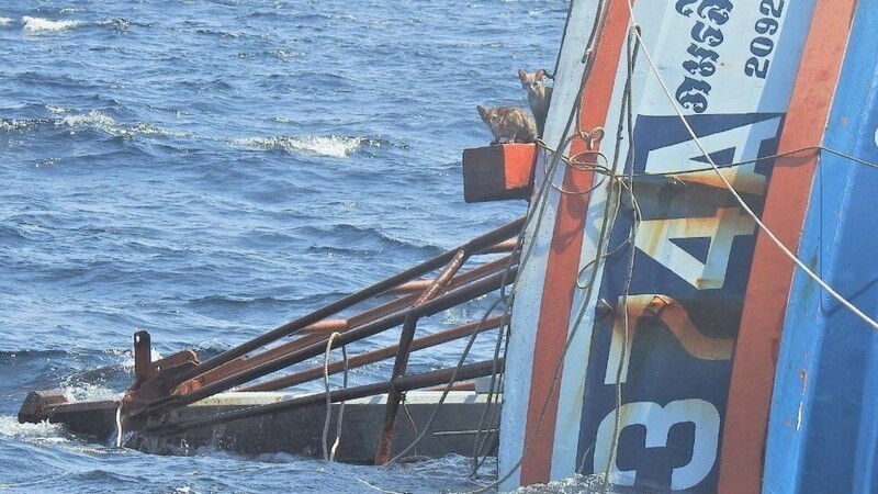 Экипаж тонущего судна, спасая свои жизни, бросил на борту кошек 