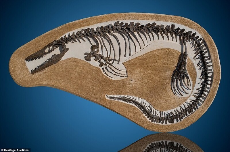 Скелет мозазавра, которому 80 миллионов лет, стоимостью от 100 000 до 150 000 долларов