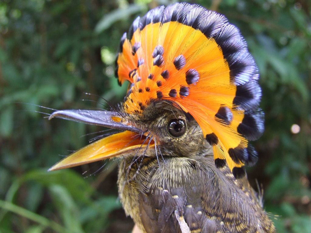 Амазонский венценосный мухоед / Onychorhynchus coronatus