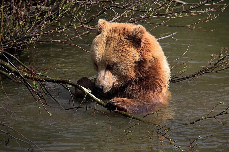 Как медведь весну встречает