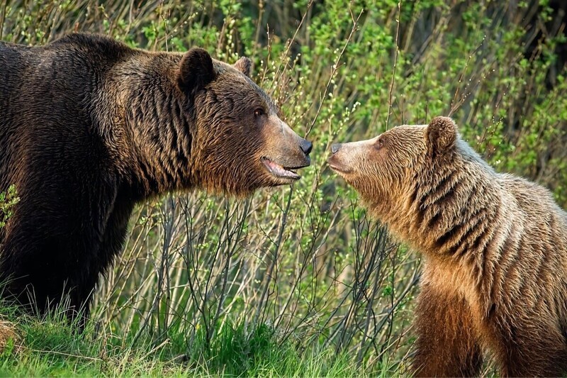 Как медведь весну встречает