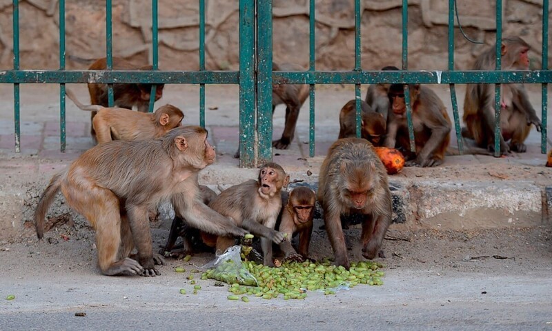 В Индии 40 актеров изображали обезьян, чтобы прогнать с улиц макак