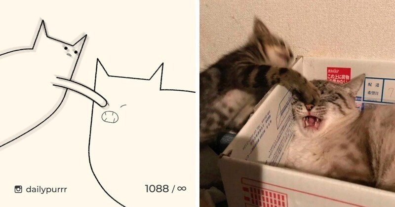 Художник рисует минималистичные рисунки мемных котов