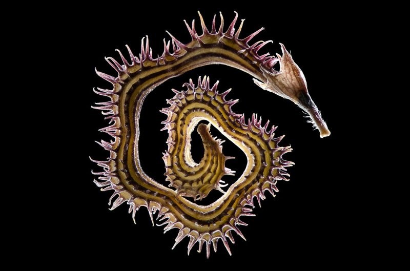 Scorpius muricatus - колючка, растущая повсеместно