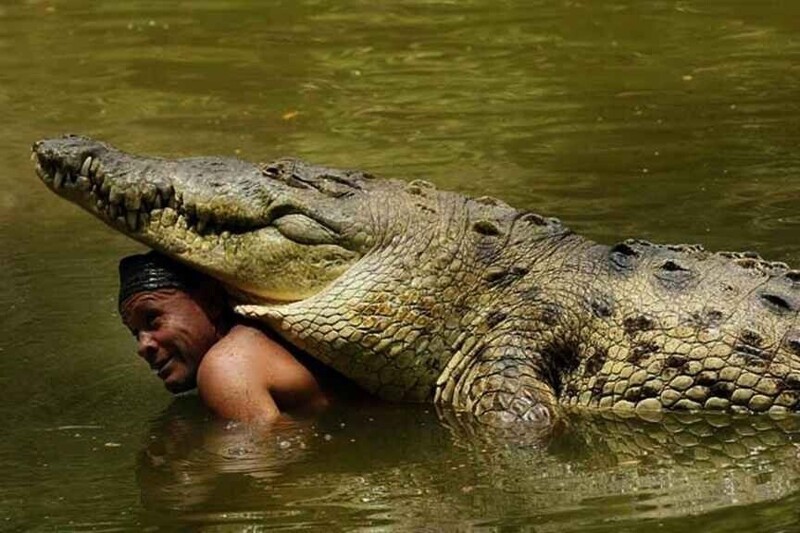 Однажды рыбак в Коста-Рике ухаживал за раненым пулей крокодилом. Он назвал его Почо, отнес домой, а потом обнаружил, что Почо везде следует за ним и спит на крыльце его дома. На 20 лет Почо стал частью его семьи