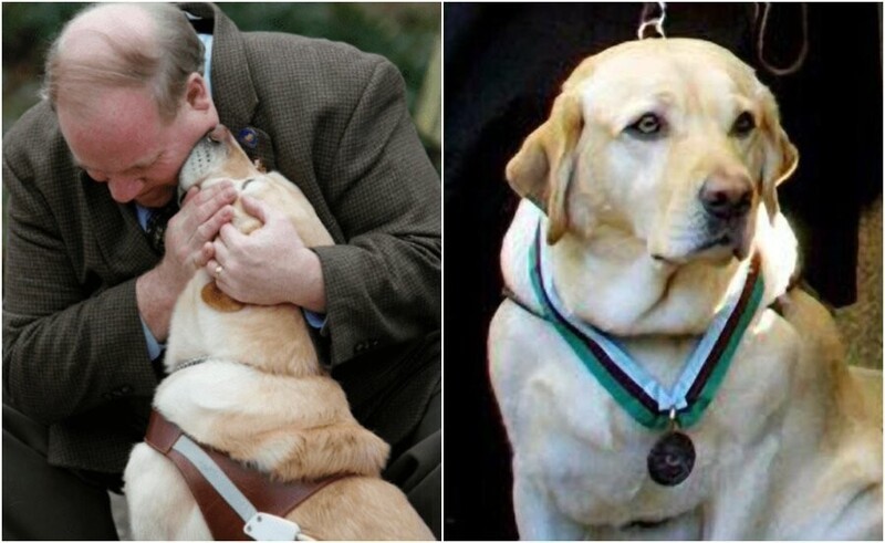 11 сентября 2001 года собака-поводырь по кличке Розель спасла жизнь слепого хозяина, проведя его с 78 этажа горящих башен-близнецов. Они спускались около часа, и оба благополучно выбрались