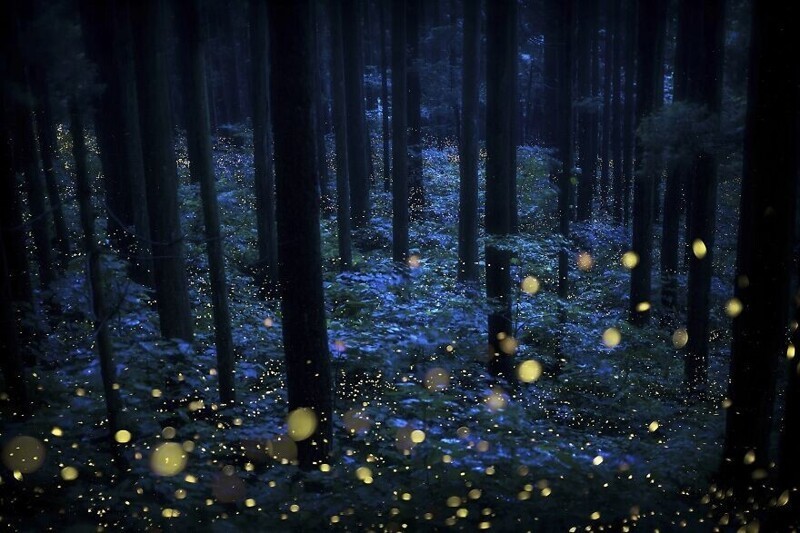 Сказочный лес из светлячков, фотограф Kazuaki Koseki