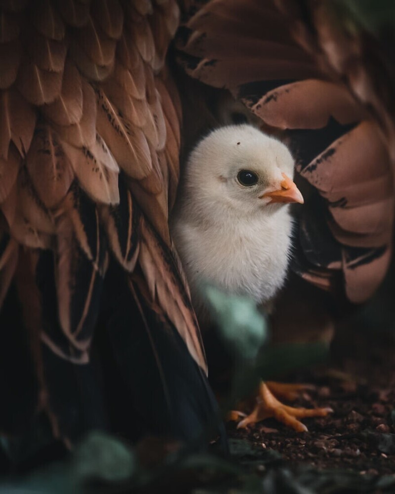 Под теплыми перьями мамы, фотограф Alvis Lazarus