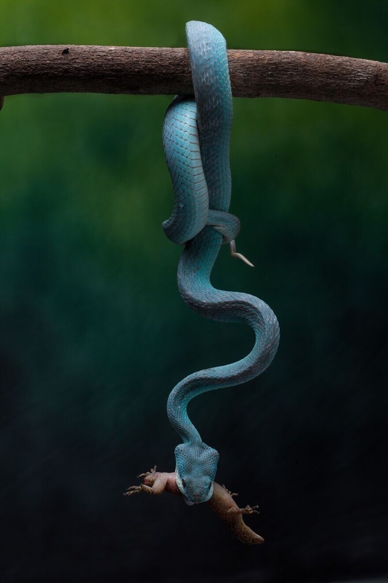 Голубая гадюка за охотой, Бали, фотограф Robin Yong