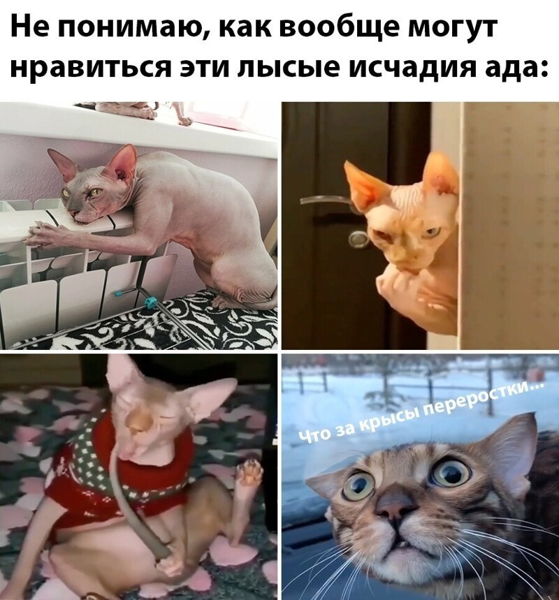 Веселые  картинки