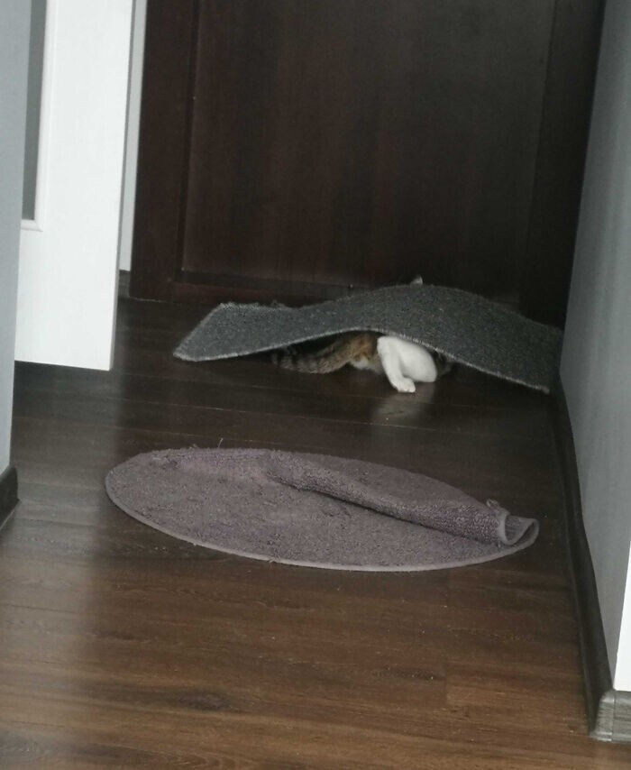 "Моя кошка просто одержима ковриками!"