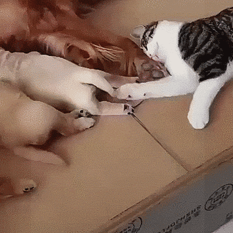 Гифки Гифки