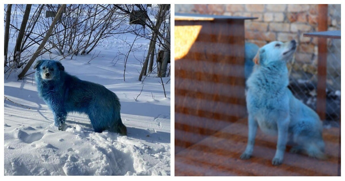Почему собака синяя. Синие собаки в Дзержинске. Голубые собаки в Дзержинске. Голубой пес. Собака с голубой шерстью.