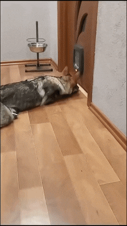 Гифки дня Гифки дня