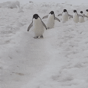 Гифки дня Гифки дня