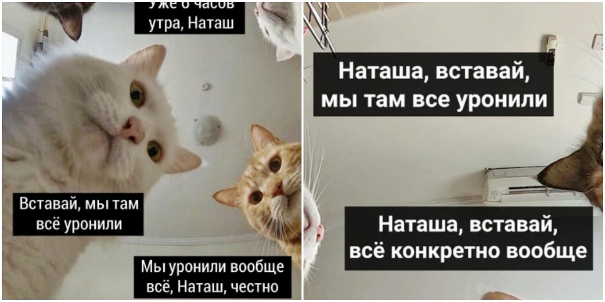 «Наташ, мы всё уронили»: автор мема про котов решила зарегистрировать товарный знак