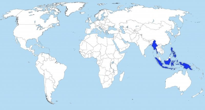 Циркулирующий полиовирус вакцинного происхождения типа 1: Мьянма, Филиппины, Инодонезия, Папуа-Новая Гвинея
