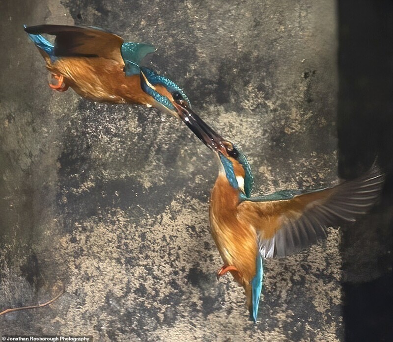 Фотограф запечатлел 10-секундный поединок зимородков
