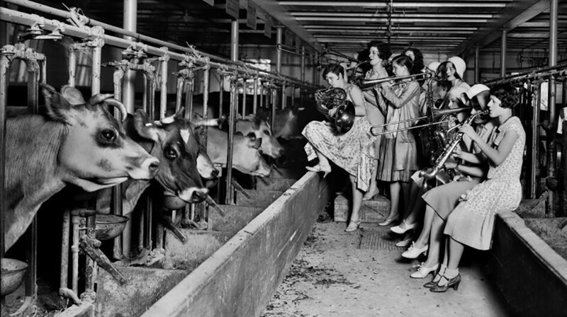 Девушки играют для коров, чтобы выяснить влияние музыки на надои молока. США, 1930-е