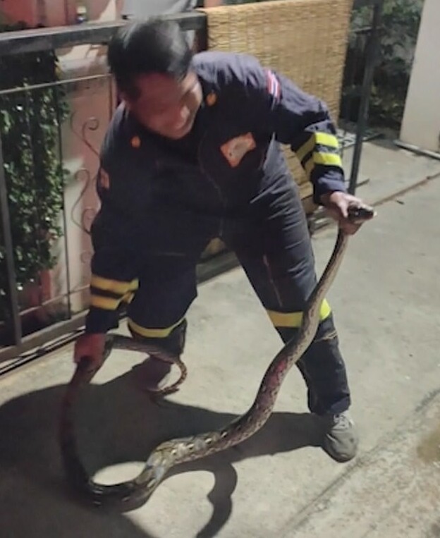 Мужчина присел на унитаз, в котором таилась огромная змея, но был спасен