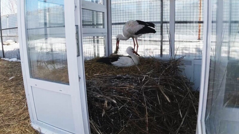 В Рязанском доме белого аиста нелетная пара  отложила яйца на месяц раньше своих сородичей