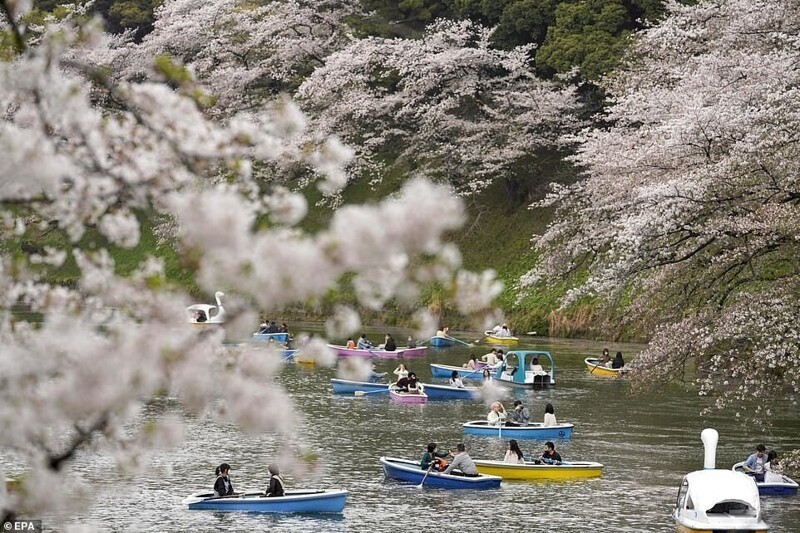 Сакура в Японии в этом году зацвела раньше обычного