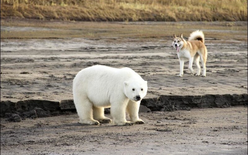 Это не первая встреча якутян с белыми медведями