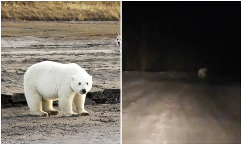 В Якутии водитель заметил на дороге белого медведя