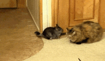 Просто гифки, всякие и разные