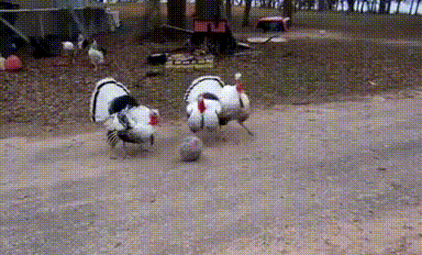 Просто гифки, всякие и разные