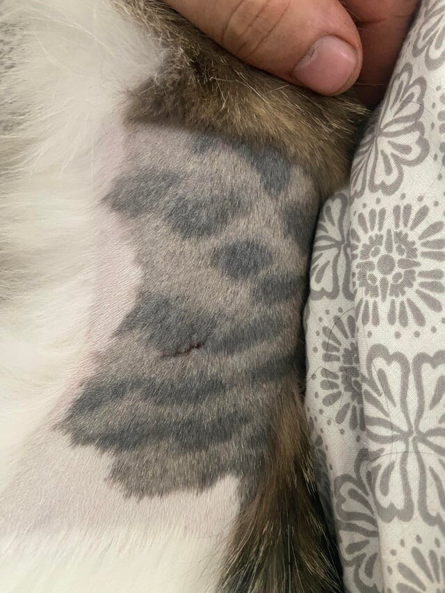 Когда кошке сбрили шерсть на боку для операции, выяснилось, что у неё на коже тоже есть пятна