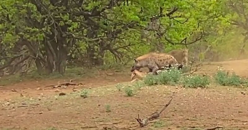 Гиена отняла у леопарда антилопу: кадры из национального парка Крюгера