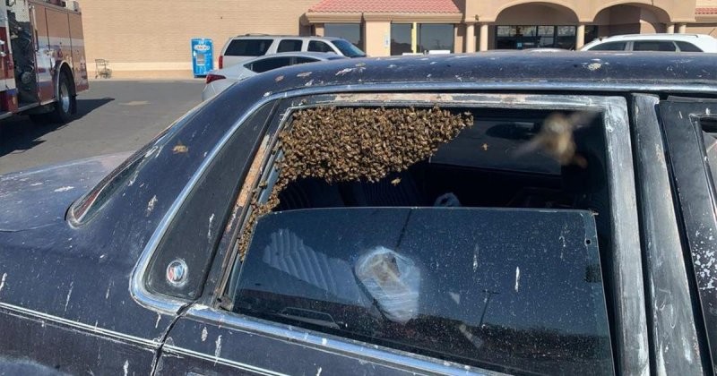 Пожарный спас автомобиль от роя пчёл на парковке супермаркета