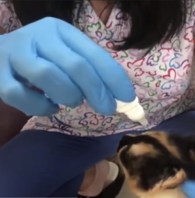 Когда врачи и медсёстры подошли к ним, выяснилось, что у котят глазная инфекция