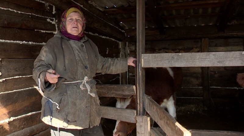 Воронежская пенсионерка собрала коноплю коровам на лекарство. Теперь ее проверяет полиция