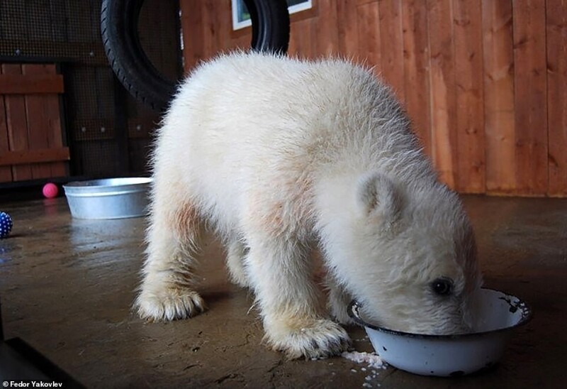 WWF несколько месяцев выхаживали ее, а потом передали в якутский зоопарк