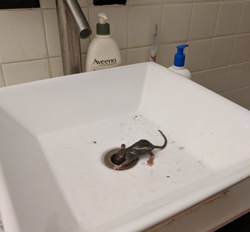 Я зашёл в ванну и увидел крысу