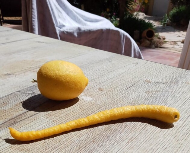 У нас вырос вот такой странный лимон