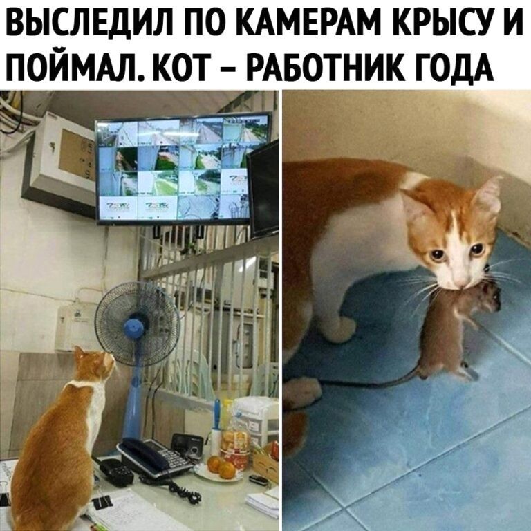 Веселые  картинки