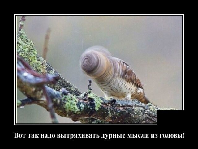 Вечерняя воскресная демотивация