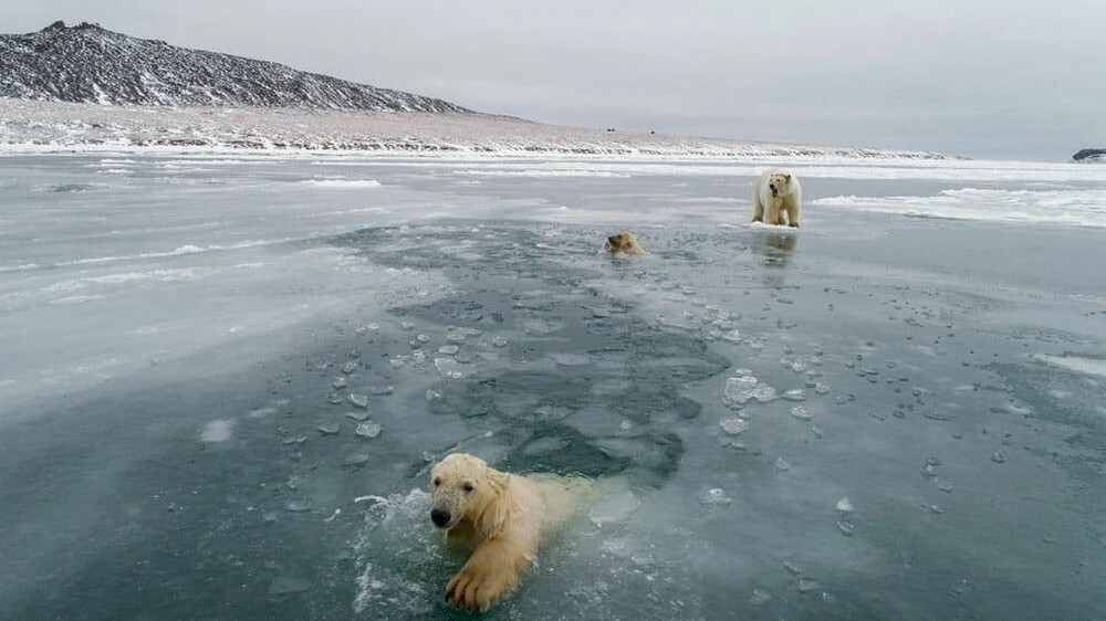 Фотоподборка от Димон за 04 апреля 2021