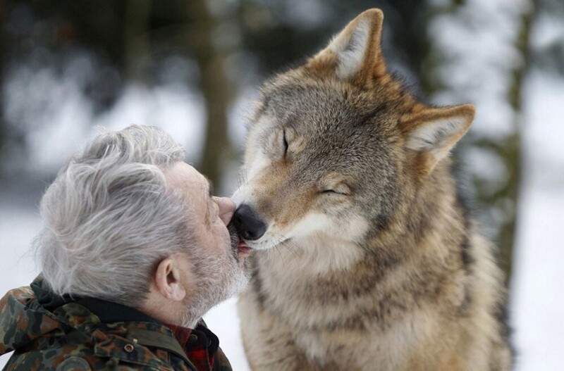 Волки — жизнь в стае и изучение их повадок ученым Вернером Фройндом