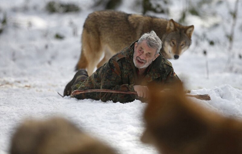 Волки — жизнь в стае и изучение их повадок ученым Вернером Фройндом
