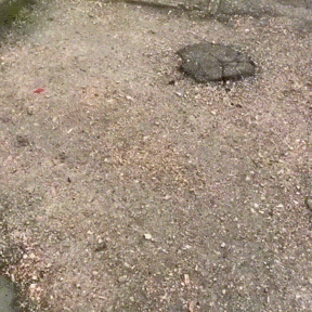 Дурной пример заразителен