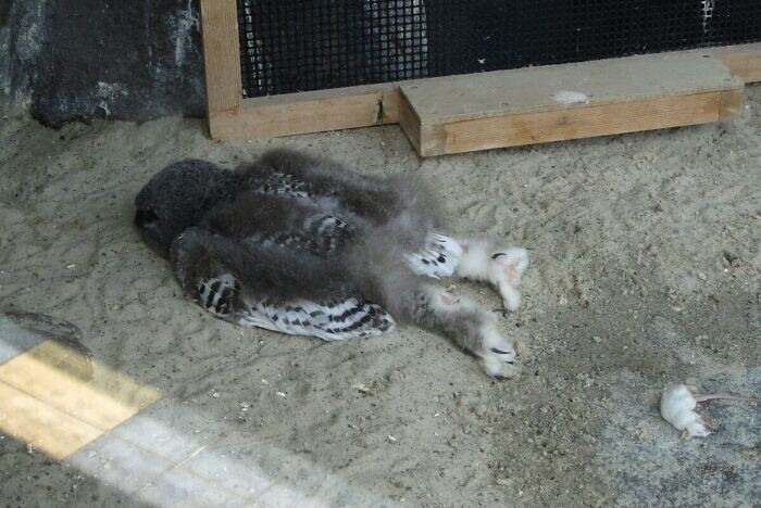 Некоторые совята спят на животе, потому что у них слишком тяжелая голова. Они спят так, пока не станут достаточно взрослыми