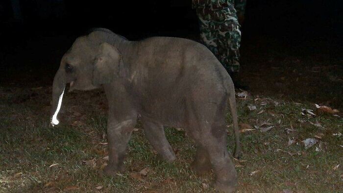 В прошлом году слоненок, сбитый мотоциклом в Таиланде, выжил после того, как сотрудник проезжавшей мимо скорой помощи сделал ему искусственное дыхание